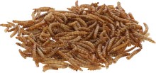 Mealworms