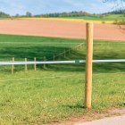Robinia post
